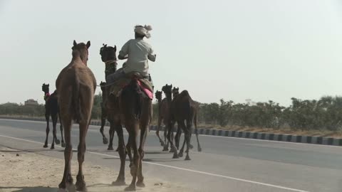 Decorated Camels Walking Roadside in Rajasthan