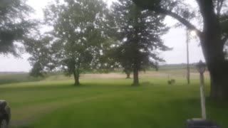 Deer roaming in the back yard