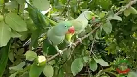 Indian Ringneck Parrot Talking and Eating Guava on Tree