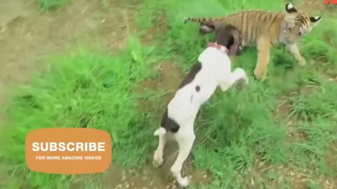 An Adorable bengal Tiger Cub & Puppy unlikely friends play together