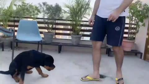 Best dog training for beginners 🐕.