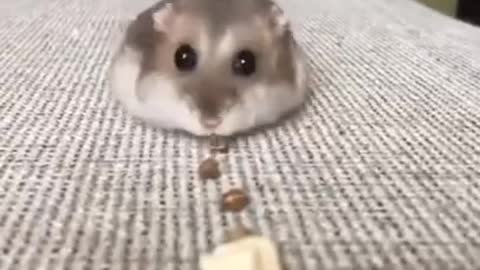 Hamster #hamsters #funnyhamster #hamster