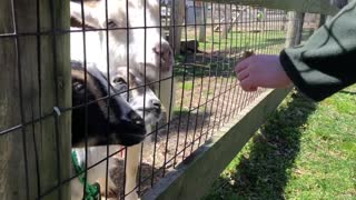 Little boy thinks that feeding the goats is hilarious