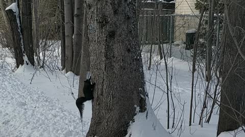 Lovely and Happy Squirrel