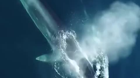 Whale Swim With Dolphins Happy Good Vibes