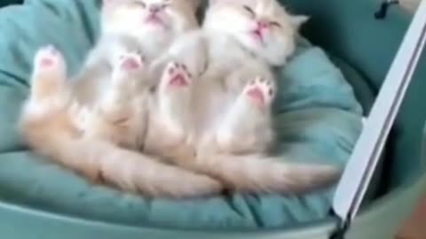 Cute kittens #kittens #funnycats #смешныеживотные