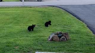 Early Morning Visit From Family of Bears