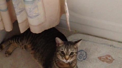 FUNNY CAT IN BATHROOM