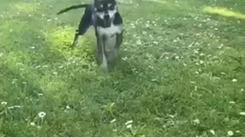 These lovely dogs Highlights