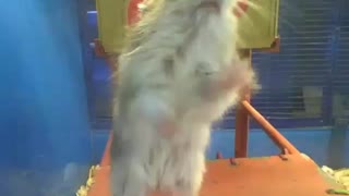 Hamster anão russo, fica em pé na loja de animais, ele é tão lindo! [Nature & Animals]