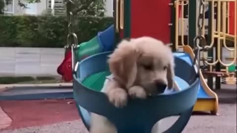 cute and funny dogs Part.YPxkFx