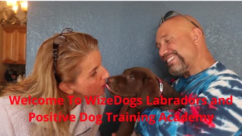 WizeDogs Labradors and Positive Dog Training Academy in Phoenix, AZ