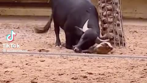 Buffalo saves turtle by flipping it around❤️❤️