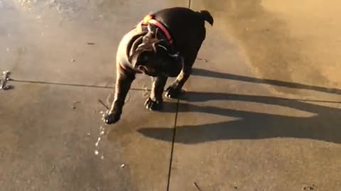 Black Dog Playing with Water