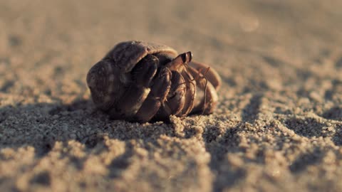 Hermit crab walking on the sand