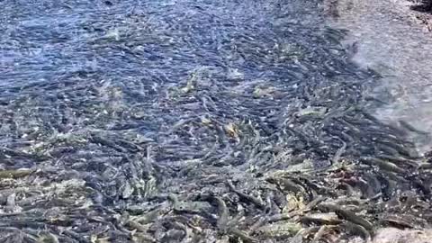 Millions of fish on the beach