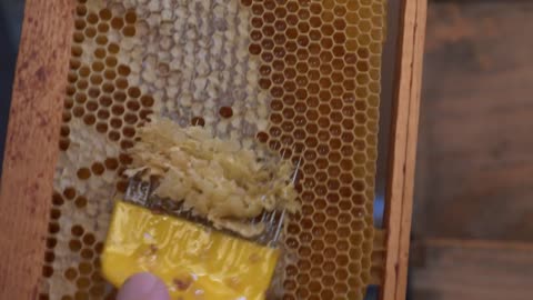 Close up shot of a beekeeper uncapping honey cells on the hive frames with an uncapping comb