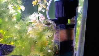 Kuulife internal aquarium filter