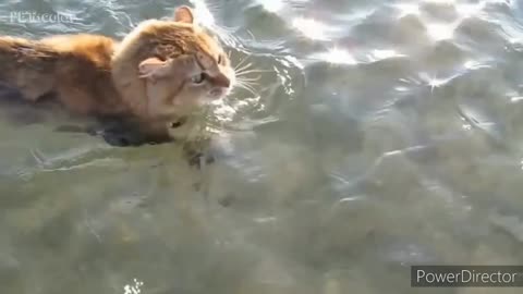 After drinking alcohol, the cat took a bath and walked in the water and ran.