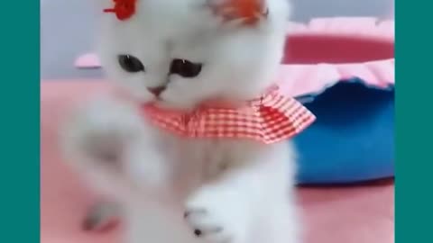 Cute Cat funny video