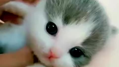 Cute Kittens😍WILL MELT YOUR HEART❤️❤️❤️😸