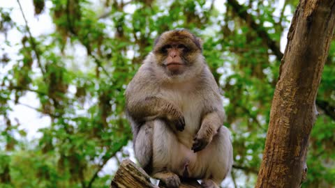 Barbary Macaque Mammal Ape Furry