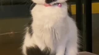 Beautiful cat trying to listen to music