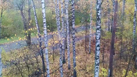 Siberian forest and road