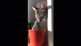 Silly Cat Uses Cactus To Scratch Her Face