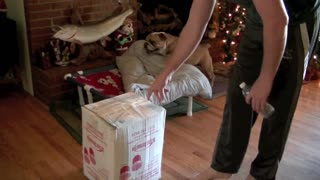 How an English Bulldog opens her gift