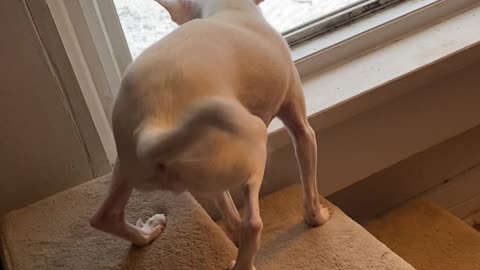 Casper the Chihuahua is Excited About the Snow