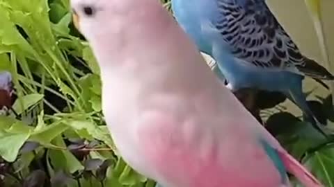 Love bird small cute and beautiful color