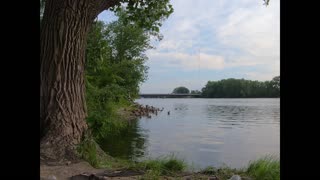 Ducks by the River