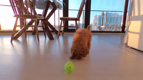 Toy Poodle Plays with Treat-Filled Ball - 10 weeks old
