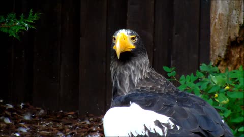 Your Excellency Stellers Sea Eagle