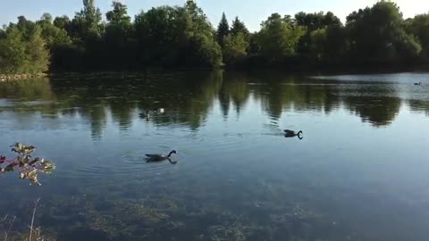 More ducks in the lake
