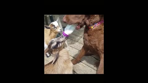 The Dog Gives Milk to The Goats. Very Funny