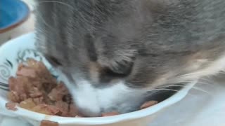 My cat eats 5