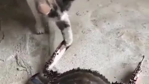 How a Crab handshake to a poor cat?