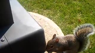 Feeding Skipper the Squirrel Des Plaines