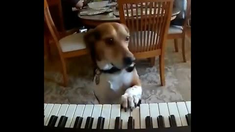 New Talented Dog Singer ❤😂 Dog Lovers