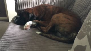 Mylo the Boxer sleep yelping