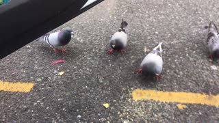 Feeding the pigeon