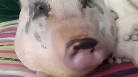 Pig is trying to impress me 🐖🐷(💕 love animal)
