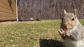 Cute squirrel enjoying a treat