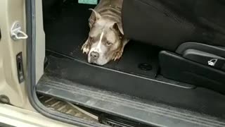 Lazy Pitbull Loves Lounging In The Car