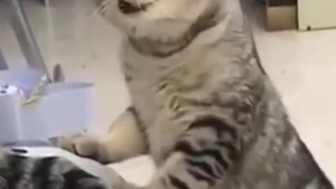 Top Funny Cat Videos of The Weekly #TRY NOT TO LAUGH