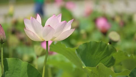 Lotus Dancing in the Wind