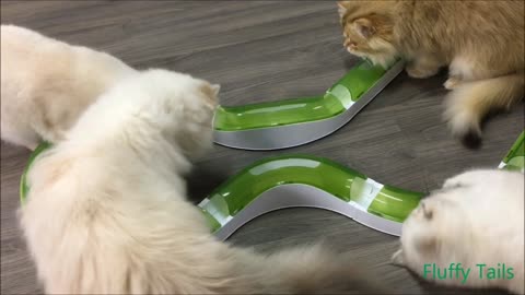 Cats got a new toy