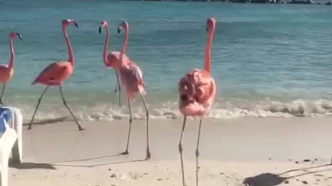 Flamingos limbering up in Aruba!